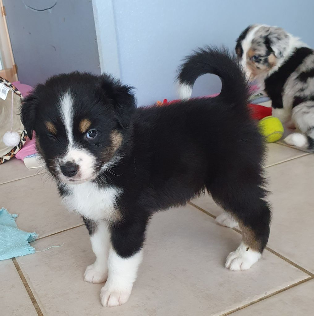 De La Source D'Emos - Chiot disponible  - Berger Australien